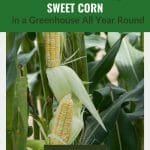 Corn ears on stalk with text: The Secret to Growing Sweet Corn in a Greenhouse All Year Round