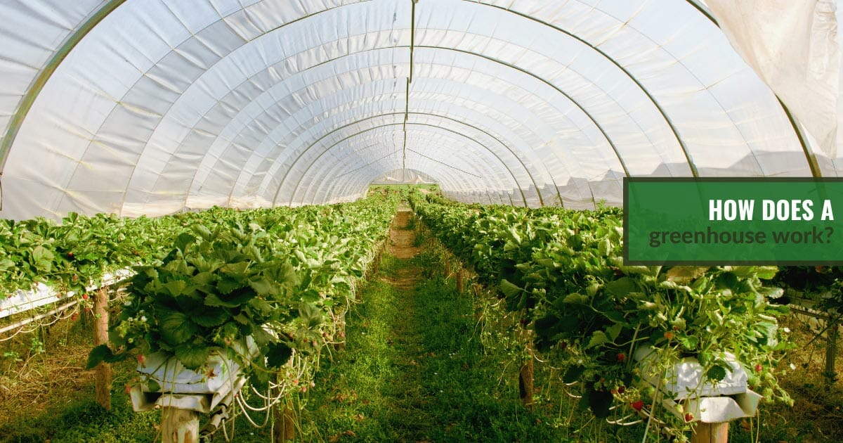 Inside a large tunnel greenhouse with strawberry plants growing inside and the text: How does a greenhouse work