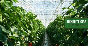 Inside a large greenhouse with plenty of plants growing and the text: Benefits of a greenhouse