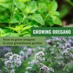 Upper image, close view of oregano leaves, lower image oregano in flower with text: Growing Oregano How to Grow Oregano in Your Greenhouse Garden