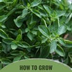 Oregano plant with text: How to Grow Oregano in a Greenhouse