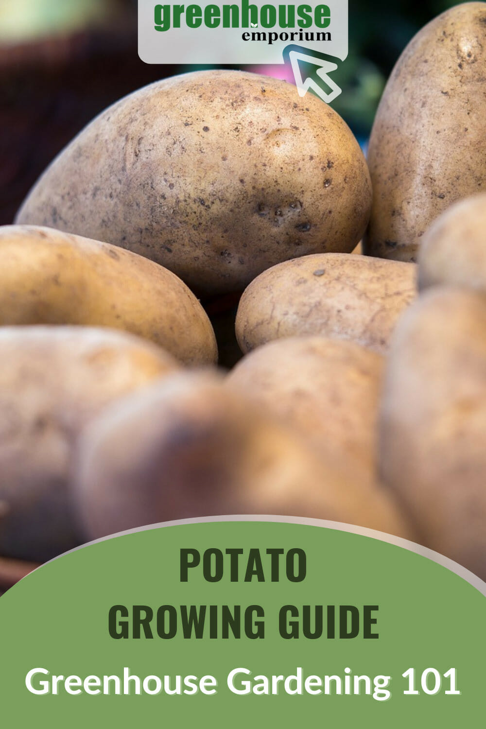 How To Grow Potatoes In A Greenhouse Greenhouse Emporium