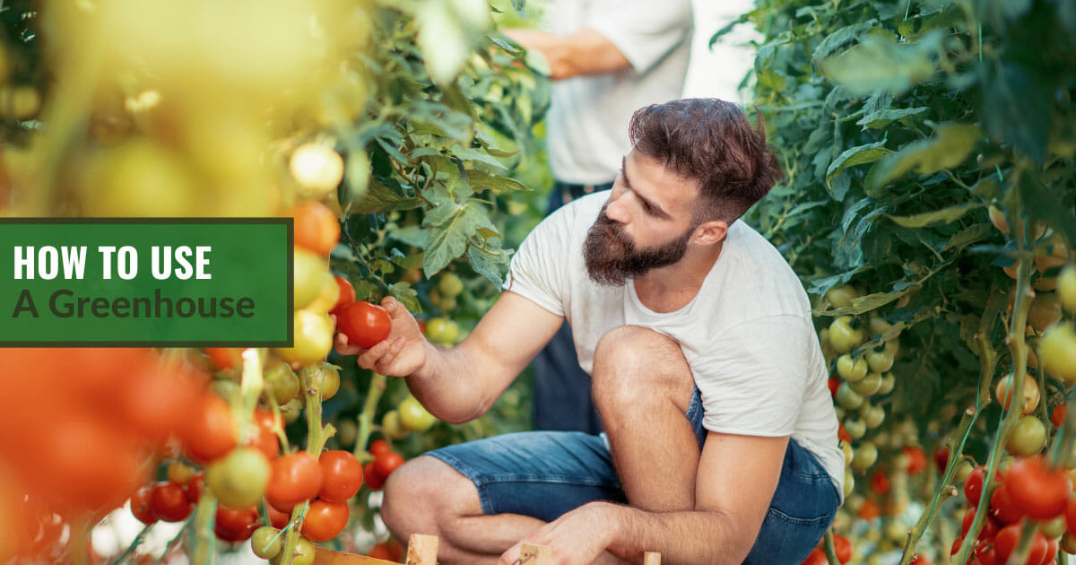 Man looking closely at tomato fruits growing inside a greenhouse with the text: How To Use A Greenhouse