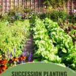 Planted garden rows with text: Succession Planting The Secret to Year Round Greenhouse Harvests