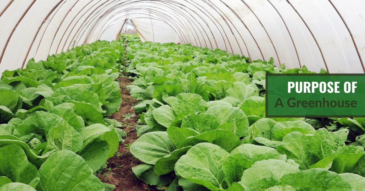 Lettuce growing inside a small hoop house greenhouse with the text: Purpose of a greenhouse