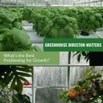 Basil growing hydroponically in a greenhouse and interior of a greenhouse with the text in the center: Greenhouse Direction Matters: What’s the Best Positioning for Growth?