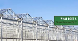 Many commercial greenhouses in a row with the text: What does a greenhouse do?