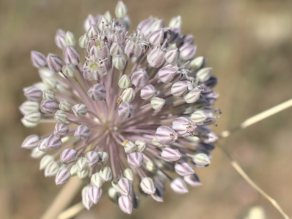 Close view of garlic flower