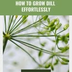 Dill seeds on plant with text: Greenhouse Gardening: How To Grow Dill Effortlessly