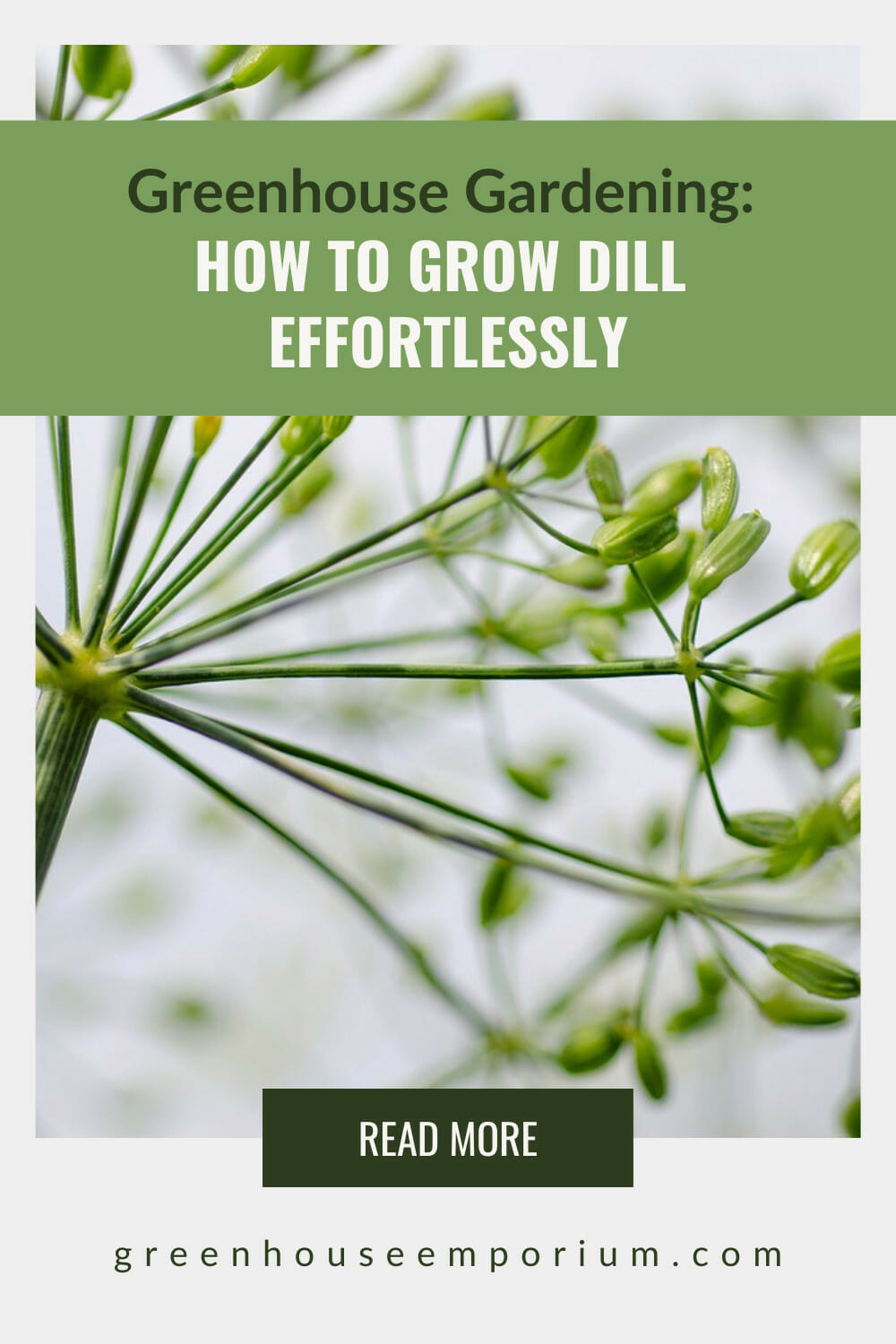 How To Grow Dill In A Greenhouse Greenhouse Emporium