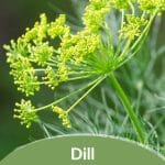 Close view of dill flower with text: Dill The Tall-Growing Green Blossom You Need