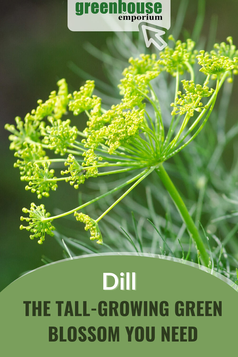 How To Grow Dill In A Greenhouse | Greenhouse Emporium