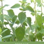 Oregano plants with text: Oregano Planting Tips: Spacing & Soil Requirements