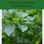 Oregano plant with flowers with text: Growing Oregano Prune to Encourage Bushier Growth