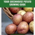 Basket of potatoes with text: From Seed to Spud Your Greenhouse Potato Growing Guide