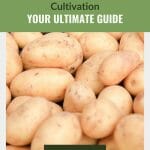 Cleaned potatoes with text: Greenhouse Potato Cultivation Your Ultimate Guide