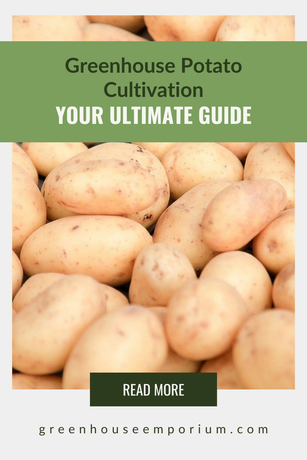 How To Grow Potatoes In A Greenhouse Greenhouse Emporium