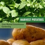 Potato vine leaves top, Potatoes bottom with text: Harvest Potatoes Year-Round Greenhouse Gardening