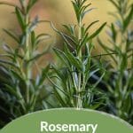 Rosemary plants with text: Rosemary The Triple Feast Herb You Need