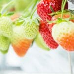 Strawberries on stem with text: Can You Grow Strawberries in a Greenhouse?