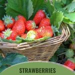 Strawberries in basket with text: Strawberries Growing As a Greenhouse Crop