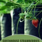 Strawberries growing in bags with text: Greenhouse Strawberries Your Ultimate Guide to Growing Success