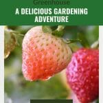 Close view of unripe and ripened strawberries with text: Strawberry Growing in a Greenhouse A Delicious Gardening Adventure