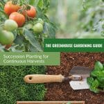 Tomato plants and basil gardening with the text: Greenhouse Gardening Guide: Succession Planting for Continuous Harvests