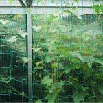 Photo of vine with netting with text: Stay Warm, Grow Strong The Ultimate Guide to Greenhouse Insulation