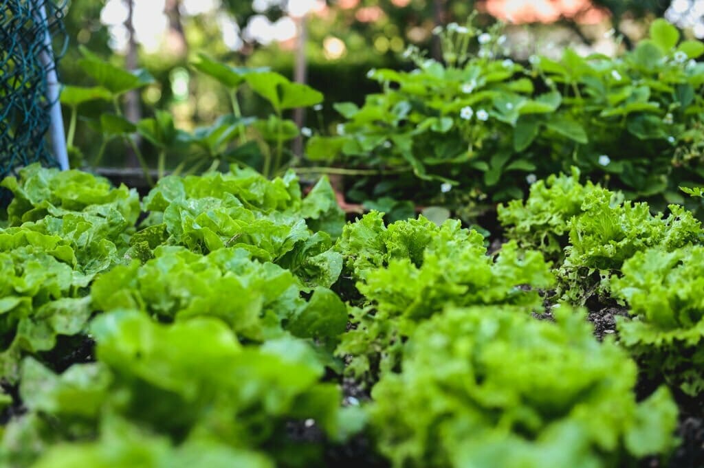 greenhouse gardening in winter