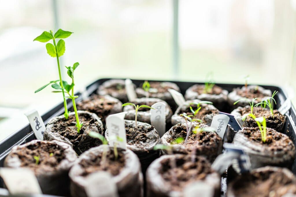 what can you grow in an unheated greenhouse in the winte