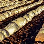 Hoop houses with plastic covering with text: DIY Greenhouse Your Covering Material Guide