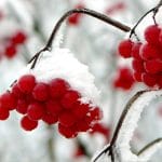 Snow covered berries on bare branches with text: Greenhouse Growing in Winter