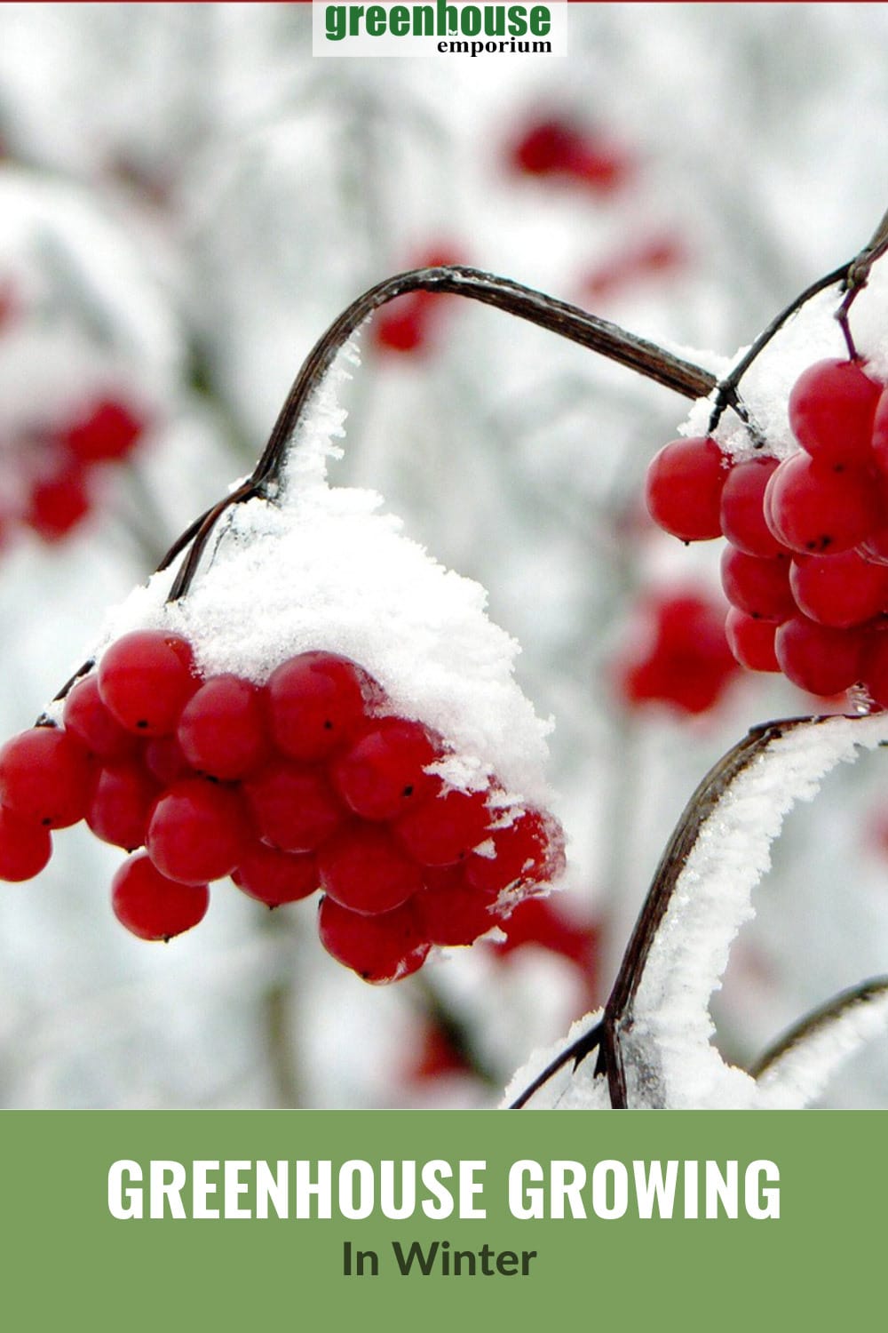 Snow covered berries on bare branches with text: Greenhouse Growing in Winter