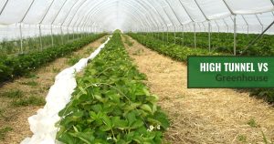 Interior of a high tunnel with rolled up sides and the text: High Tunnel vs Greenhouse