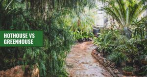 Inside a hot house with tropical plants with the text: Hothouse vs greenhouse