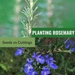 Rosemary leaves and flowers with text: Planting Rosemary Seeds vs Cuttings