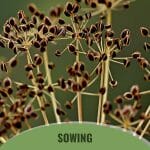 Dill seed heads with text: Sowing Dill Seeds Spacing and Depth Explained