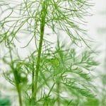 Dill foliage with text: Dill Thinning When and How to Do It