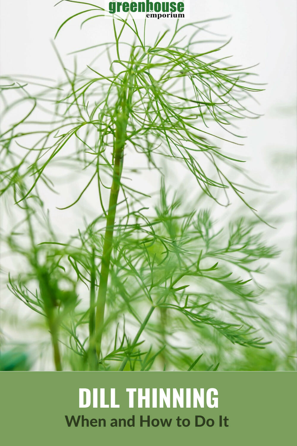 How To Grow Dill In A Greenhouse Greenhouse Emporium