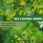Insect pests on dill flowers with text: Dill's Natural Enemies Pests & How to Deal with Them