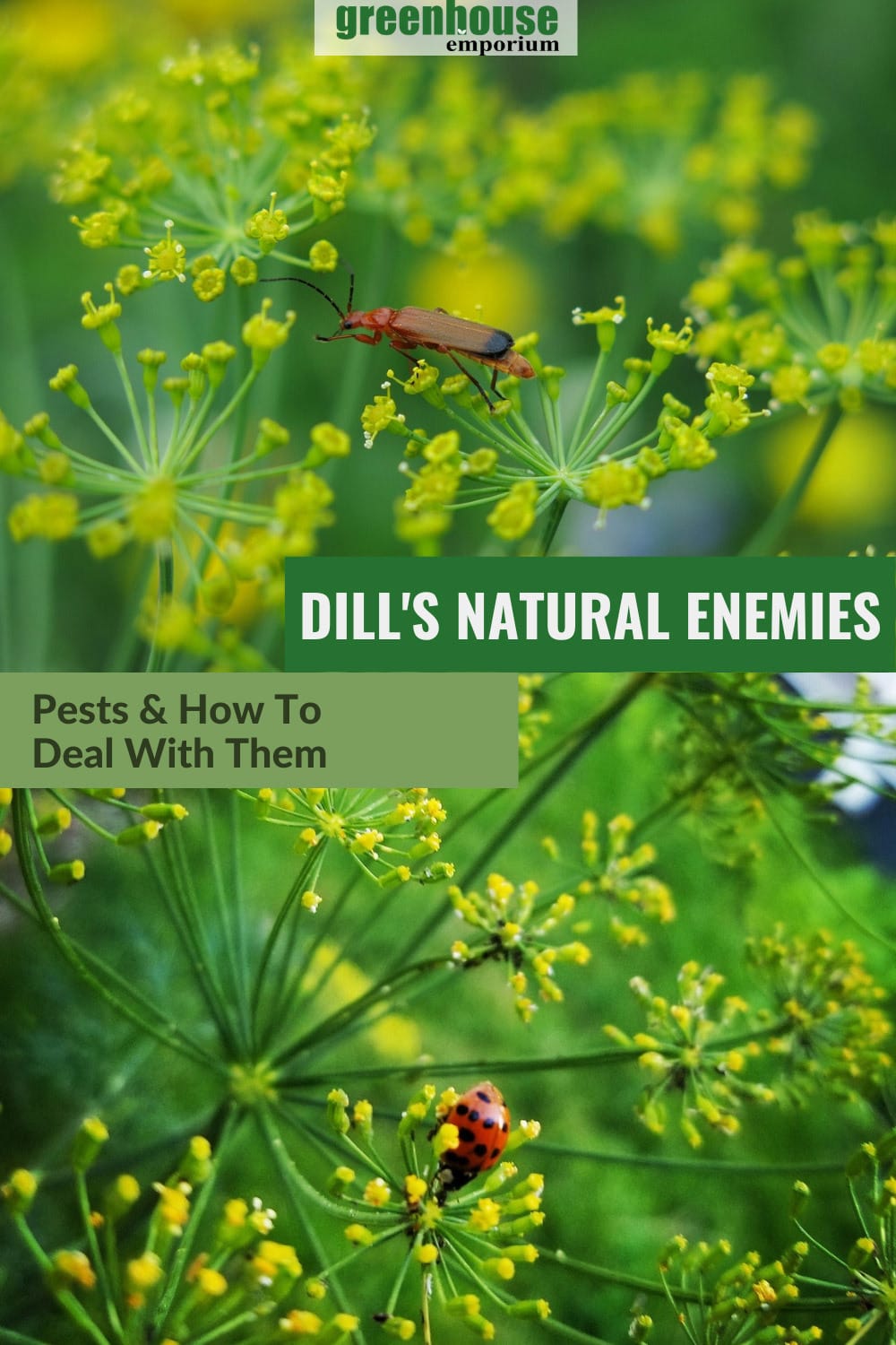 How To Grow Dill In A Greenhouse Greenhouse Emporium