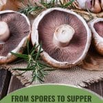 Portobello mushroom caps with rosemary with text: From Spores to Supper Greenhouse Gardening Guide for Portobellos