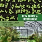 Upper image seedlings in tray, lower image interior view of greenhouse with text: How to Use a Greenhouse Your Ultimate Green Thumb Guide