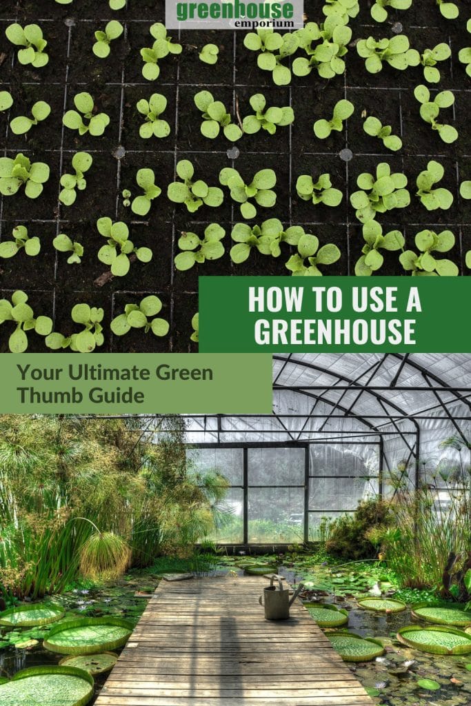 Upper image seedlings in tray, lower image interior view of greenhouse with text: How to Use a Greenhouse Your Ultimate Green Thumb Guide