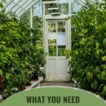 Interior view of greenhouse with text: What You Need to Know Greenhouse Basics