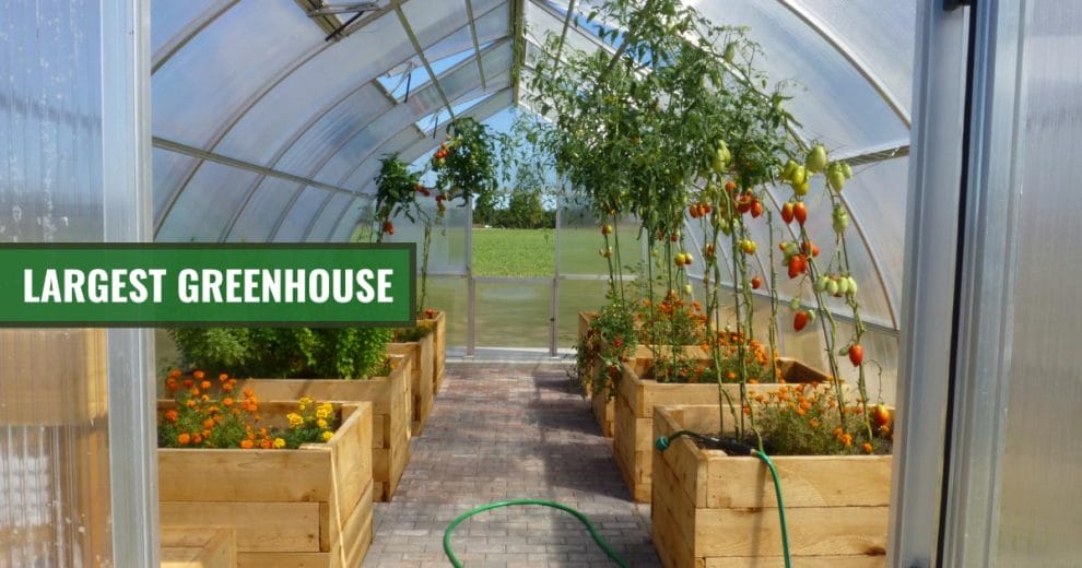 Largest Greenhouse: The Mega Marvel Of Modern Gardening