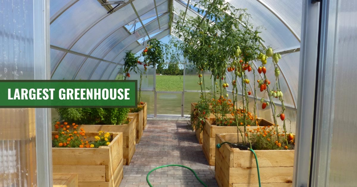View inside the largest Riga XL Greenhouse with the text: Largest Greenhouse