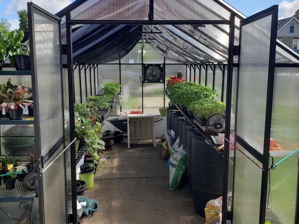Interior view of MONT 8x20 greenhouse with plants and shelving