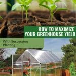 Upper image seedlings, lower image greenhouse with text: How to Maximize Your Greenhouse Yield with Succession Planting